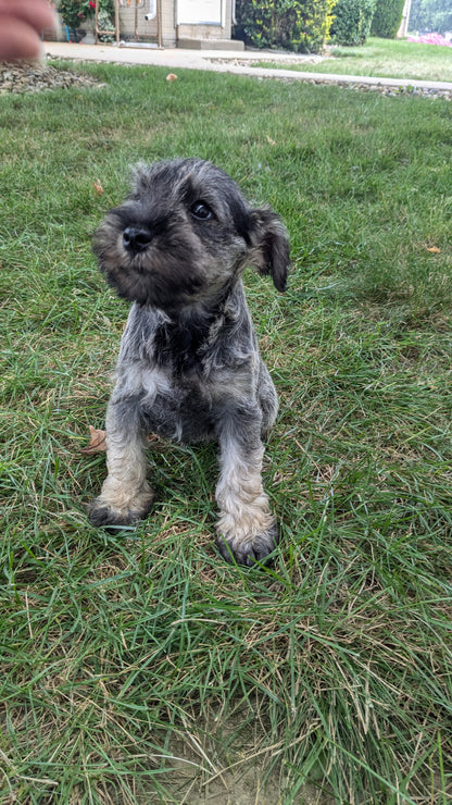 MINI SCHNAUZER (07/15) FEMALE