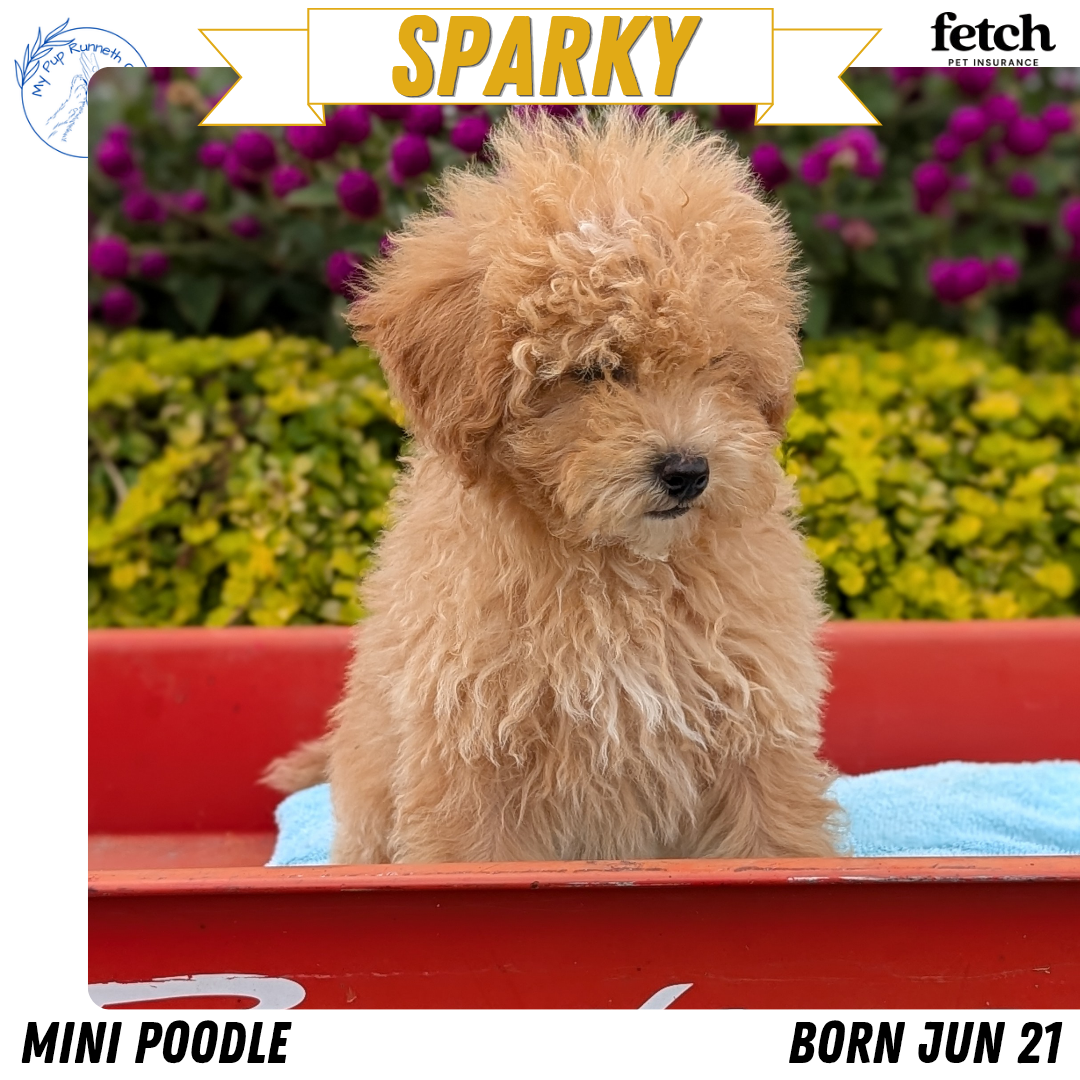 MINI POODLE (JUN 21) 4 MALES