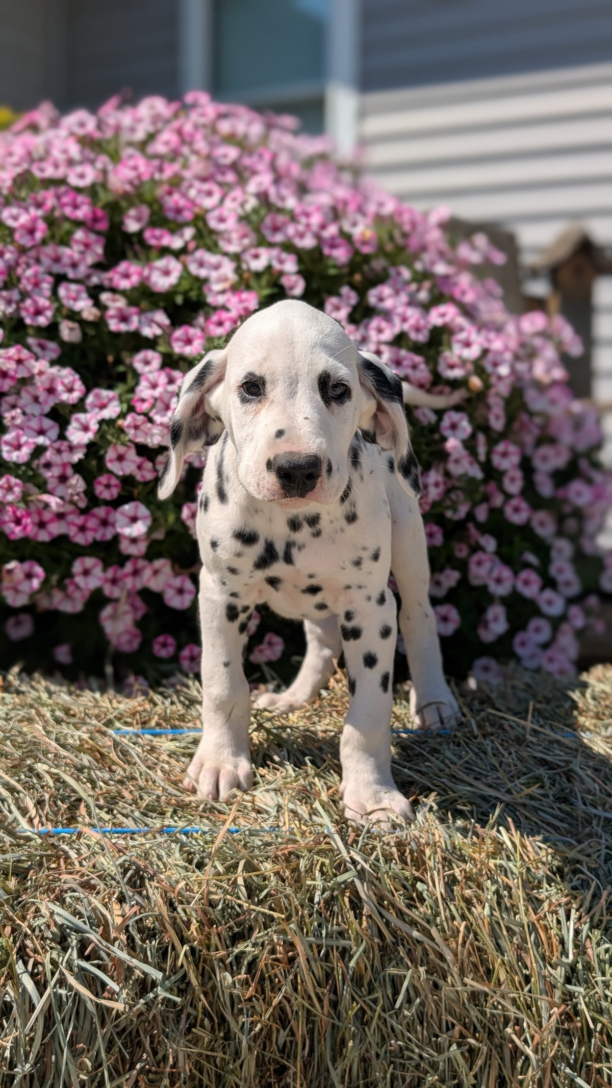 DALMATIAN (JUN 29) MALES