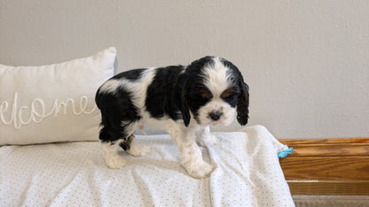 COCKER SPANIEL (02/14) MALE