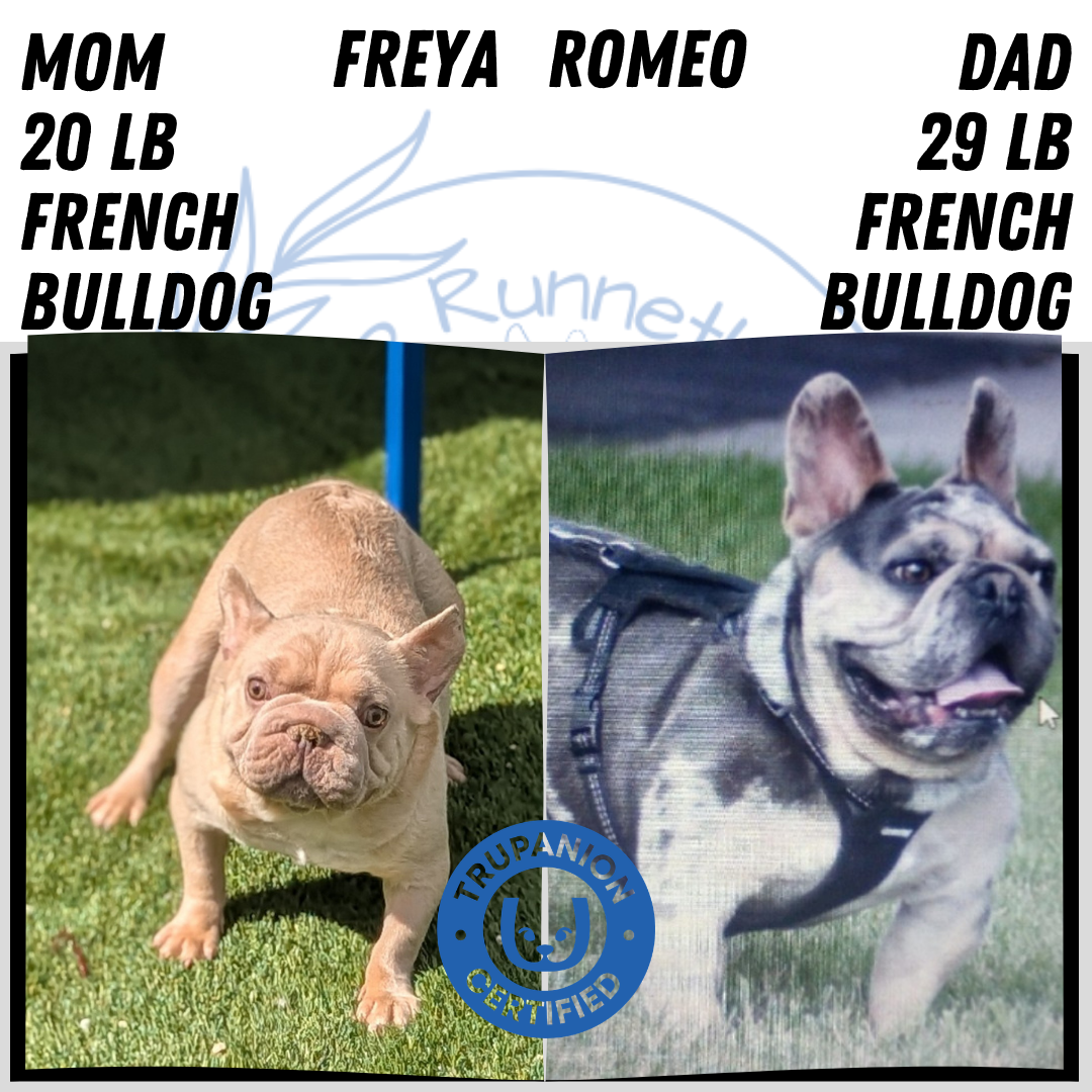 FRENCH BULLDOG (FEB 09) MALE