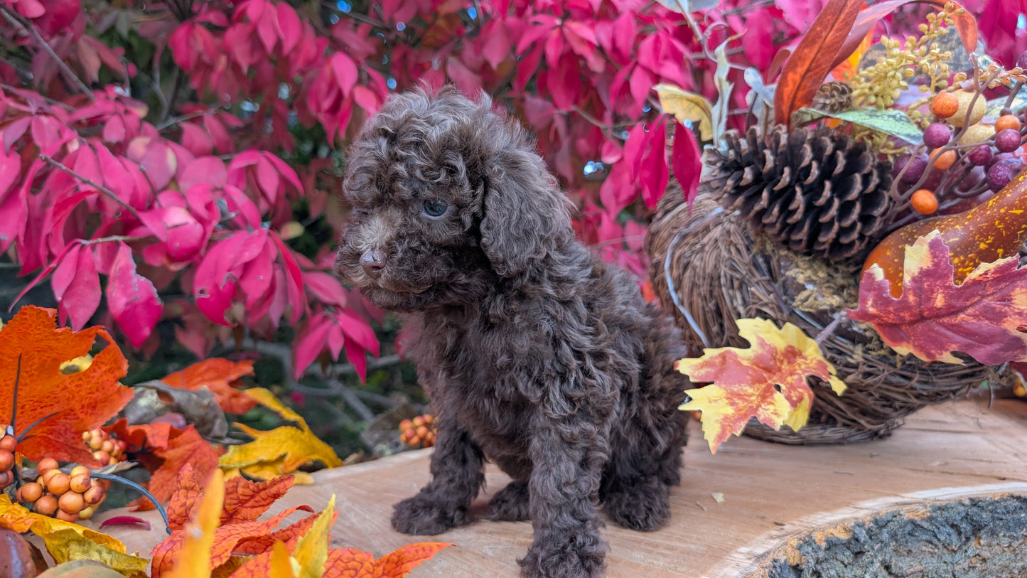 TOY POODLE (09/10) MALE