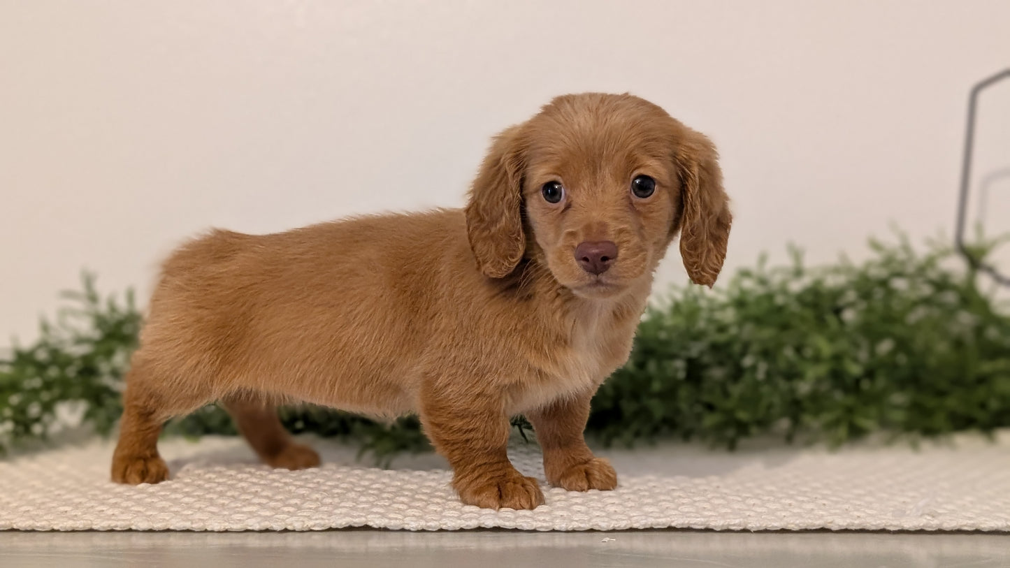 MINI DACHSHUND (JAN 01) FEMALES