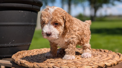 MINI POODLE (APR 03) FEMALES