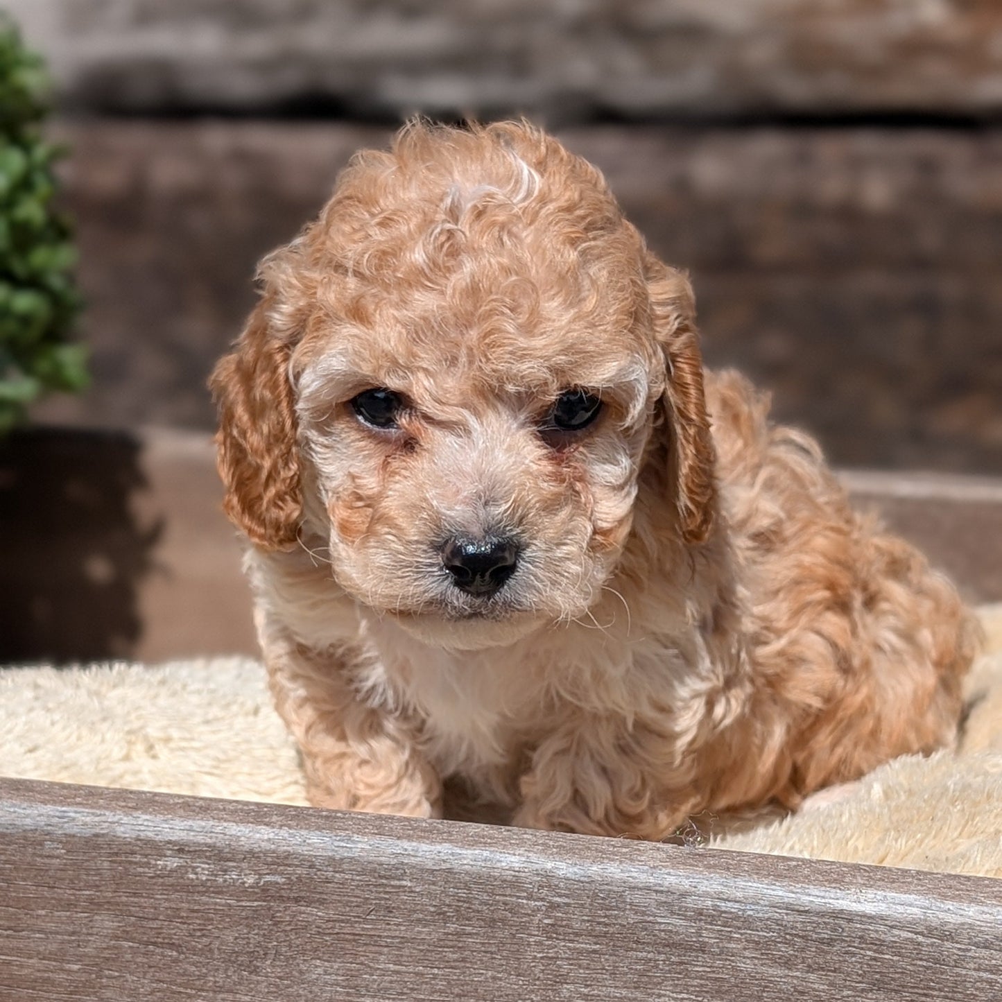 COCKAPOO (MAY 13) MALES