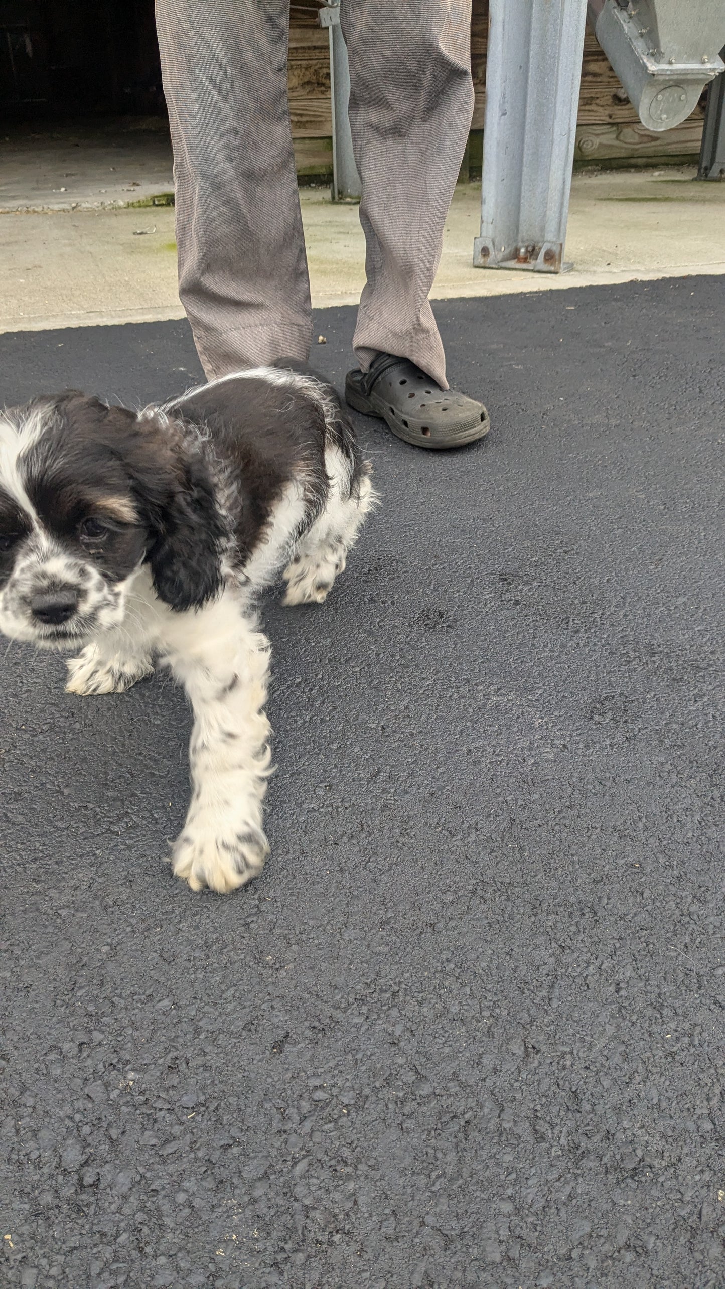 COCKER SPANIEL (05/01) FEMALE