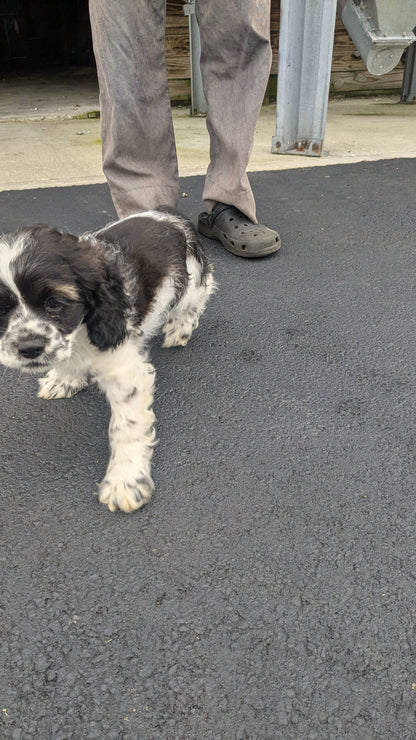 COCKER SPANIEL (05/01) FEMALE