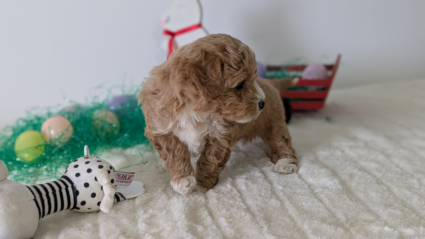 MINI GOLDENDOODLE (02/28) MALE