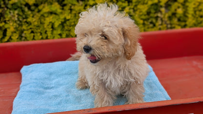 MINI POODLE (JUN 21) 4 MALES