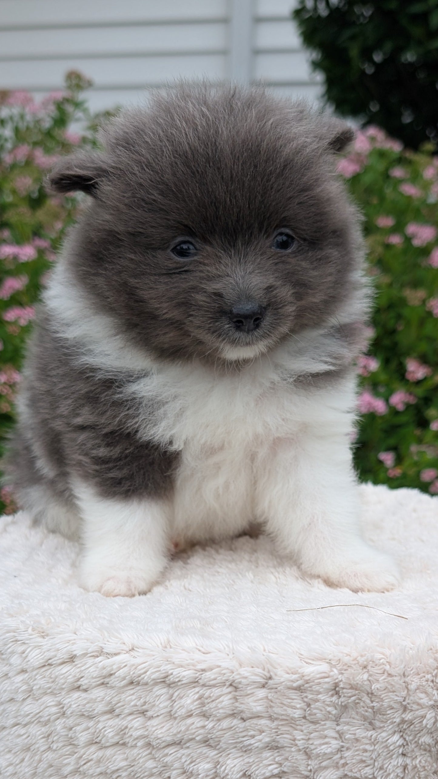 POMERANIAN (04/22) FEMALE