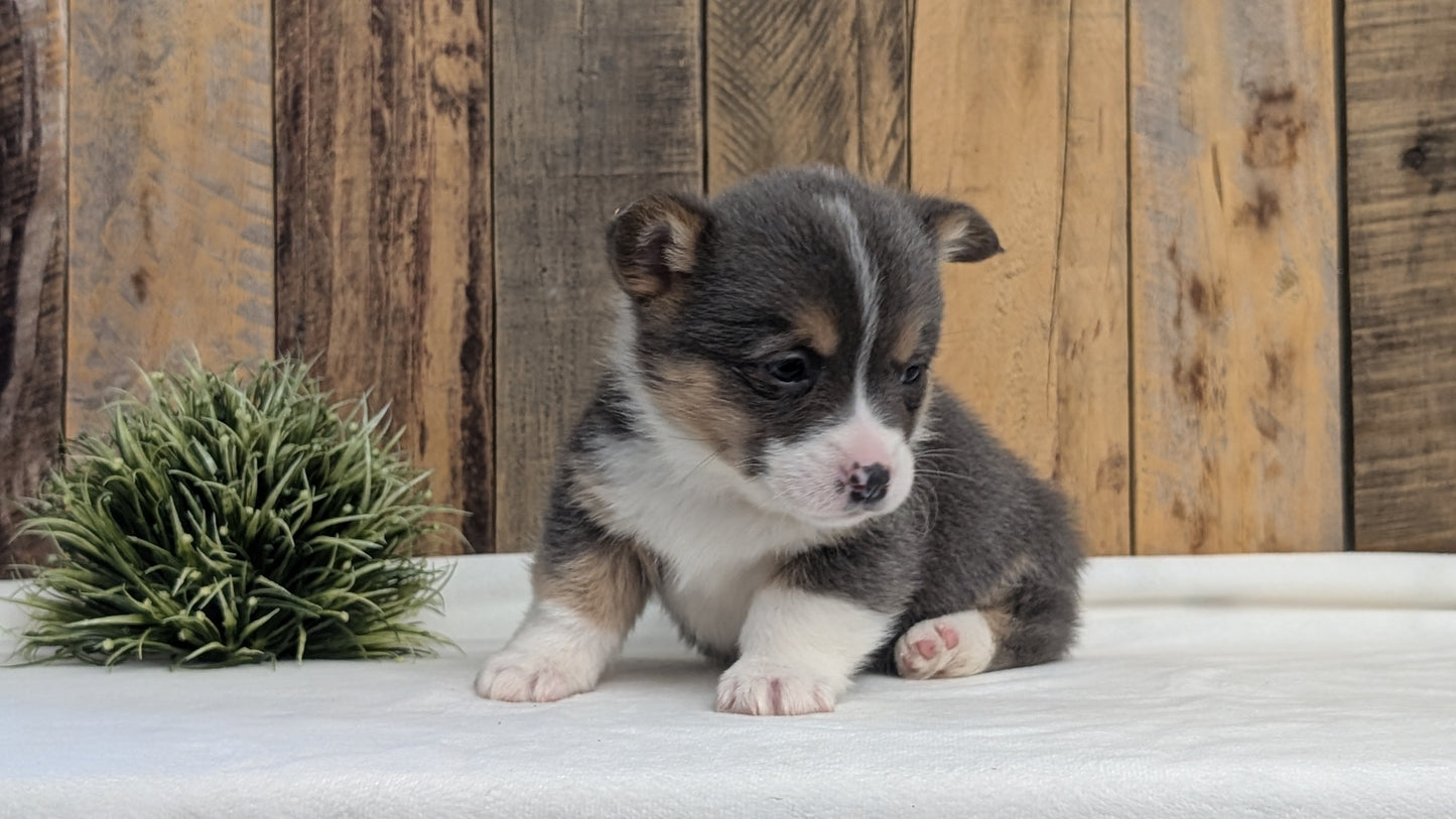 CORGI (JAN 09) MALES