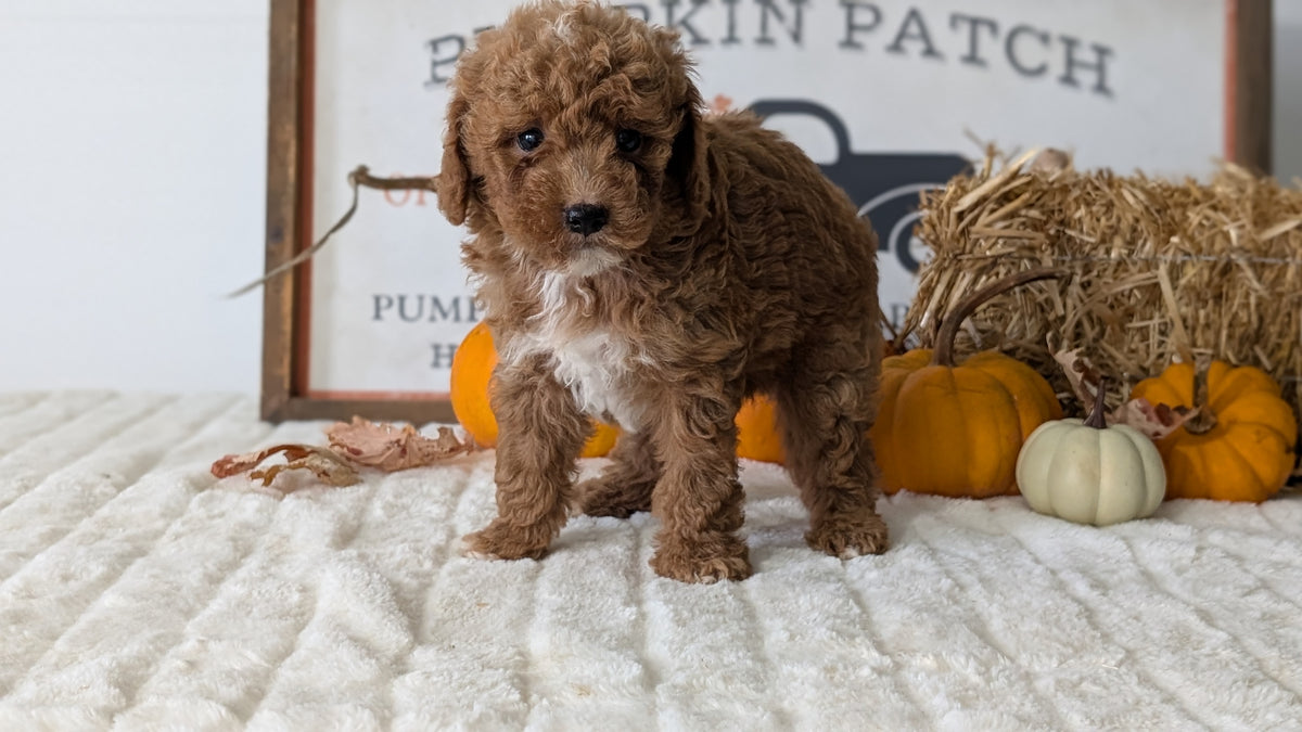 MINI GOLDENDOODLE (AUG 13) 6 MALES/3 FEMALES