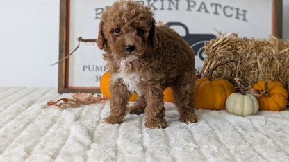 MINI GOLDENDOODLE (AUG 13) 6 MALES/3 FEMALES