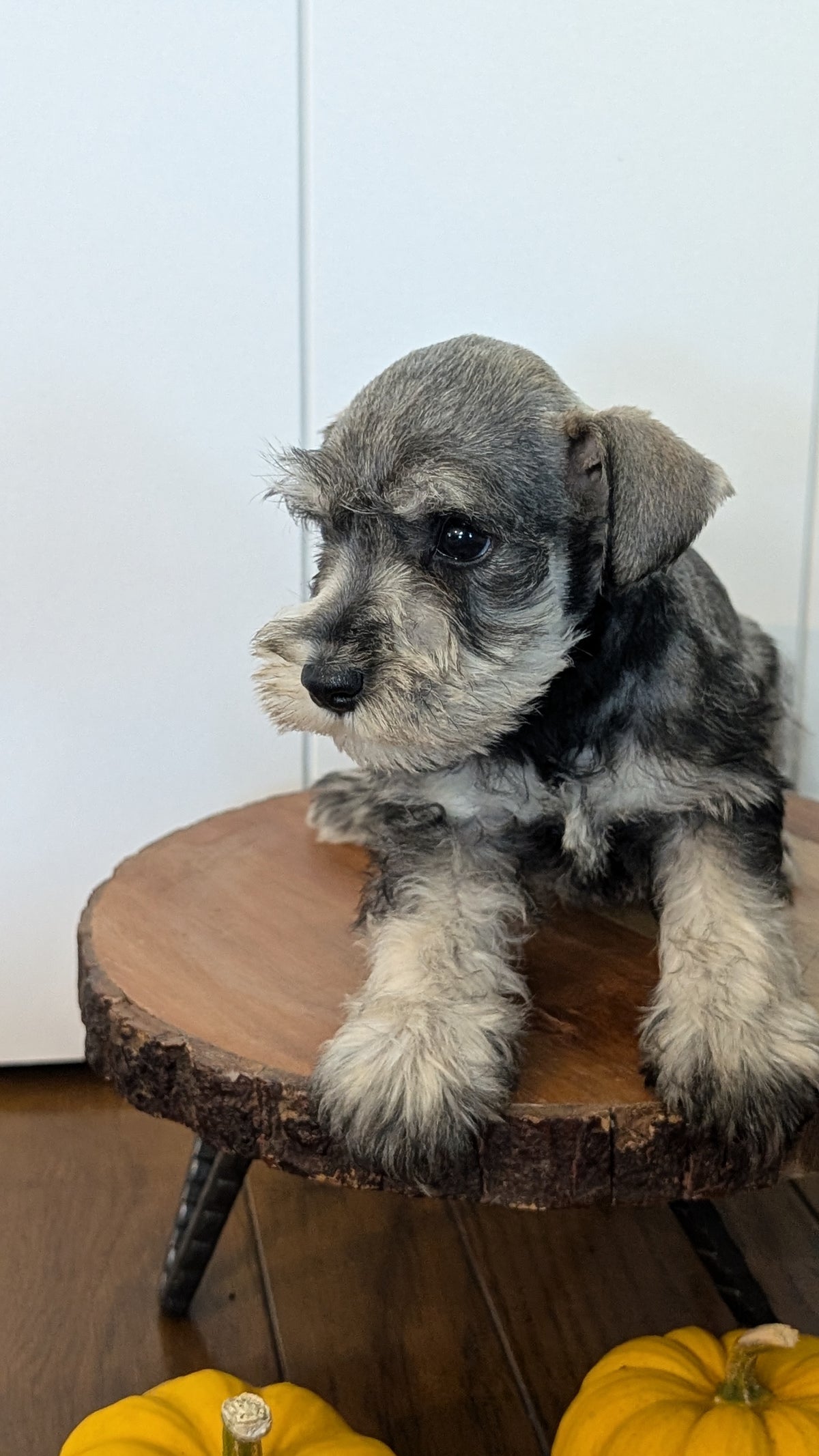 MINI SCHNAUZER (AUG 24) 8 FEMALES