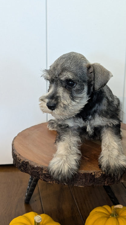 MINI SCHNAUZER (AUG 24) 8 FEMALES