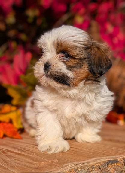 SHIH TZU (09/03) MALE