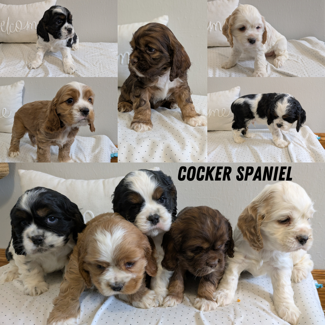 COCKER SPANIEL (02/14) MALE