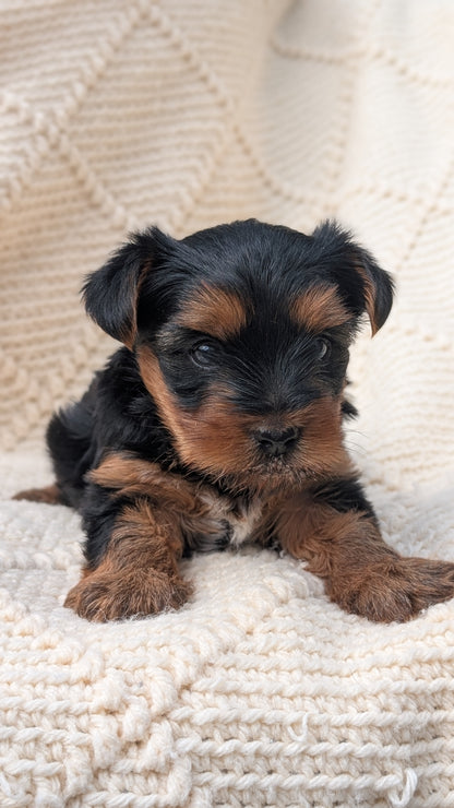 YORKSHIRE TERRIER (JUN 05) MALE