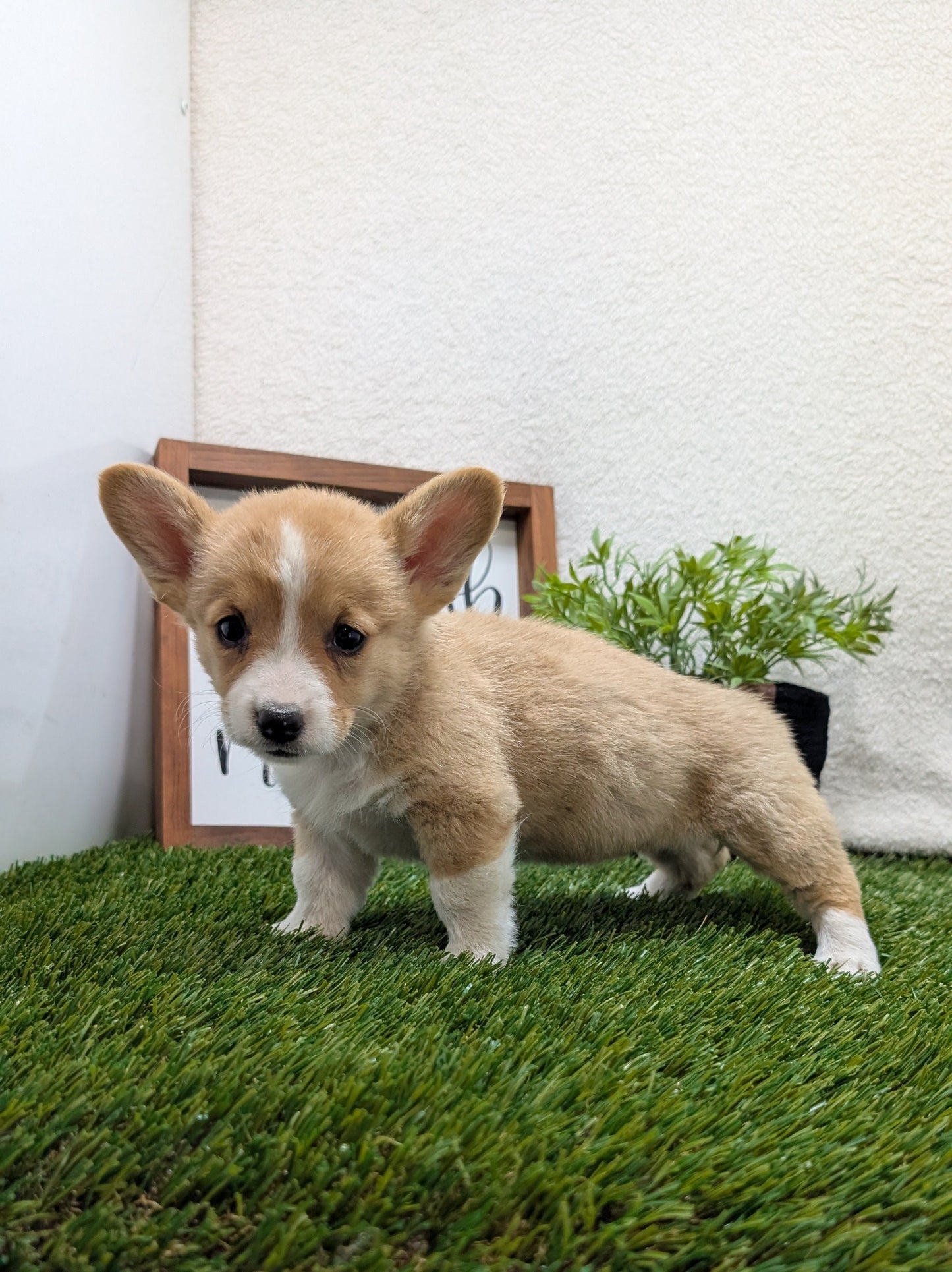 CORGI (07/10) FEMALE