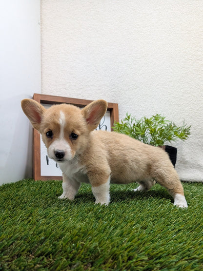 CORGI (07/10) FEMALE