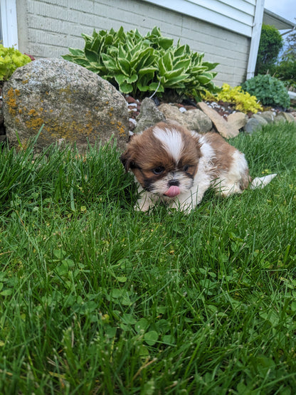 SHIH TZU (03/17) MALE