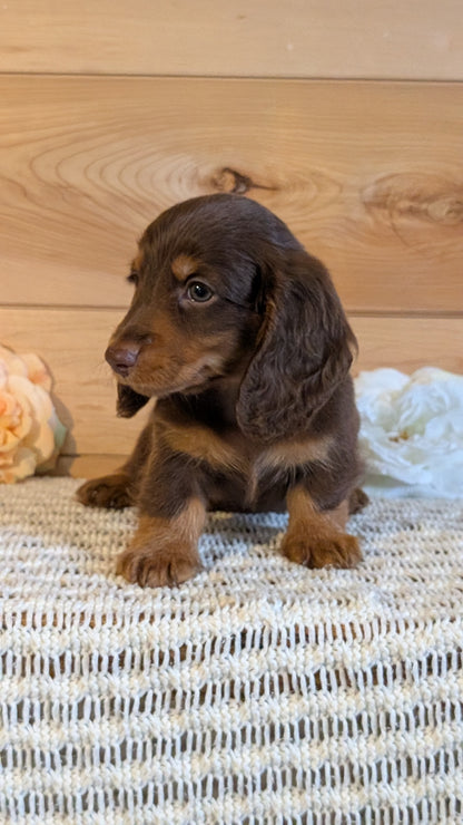 MINI DACHSHUND (JUL 30) 4 MALES/1 FEMALE