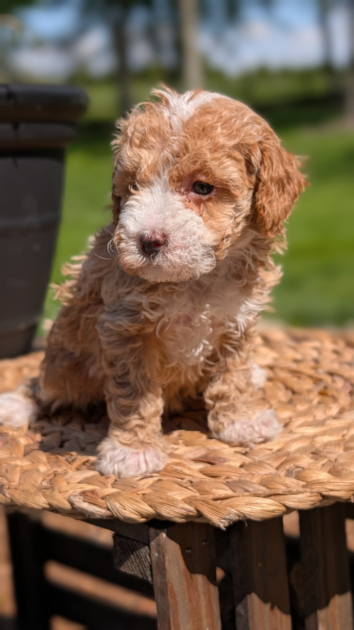 MINI POODLE (APR 03) FEMALES