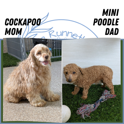 COCKAPOO (01/01) FEMALE