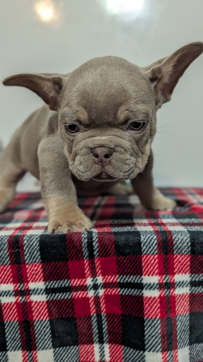 FRENCH BULLDOG (OCT 03) MALES