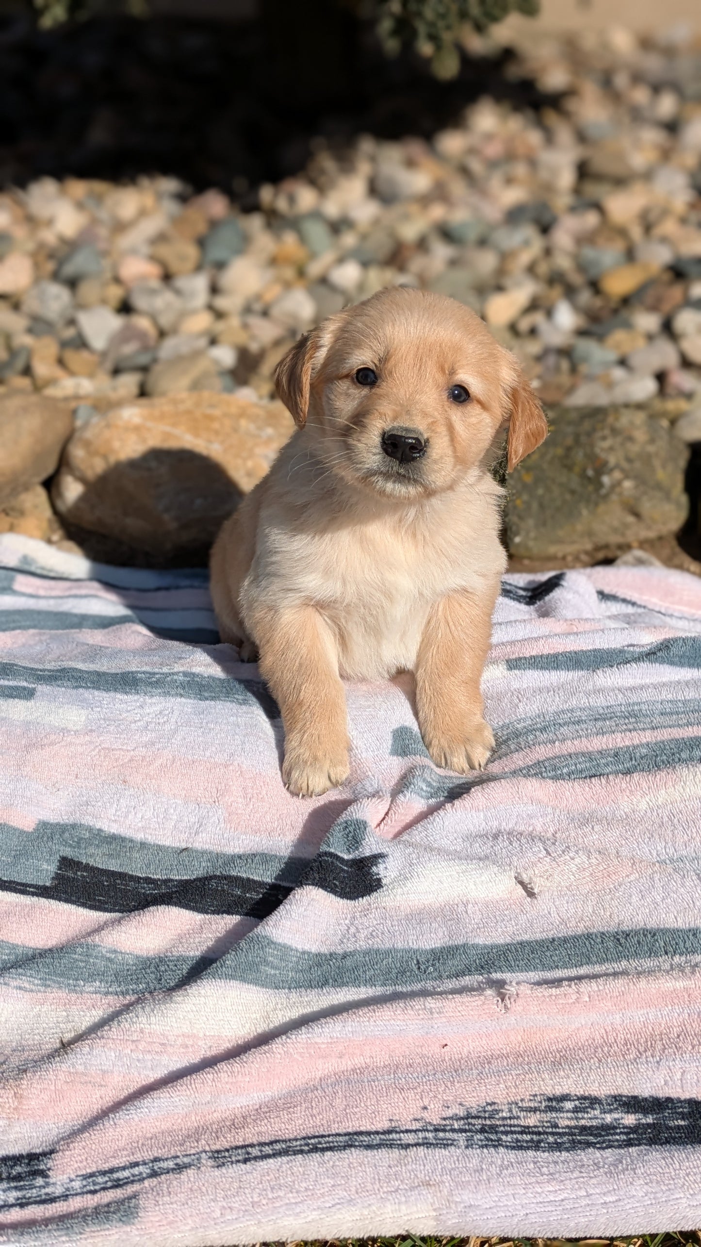 GOLDEN RETRIEVER (02/01) FEMALE