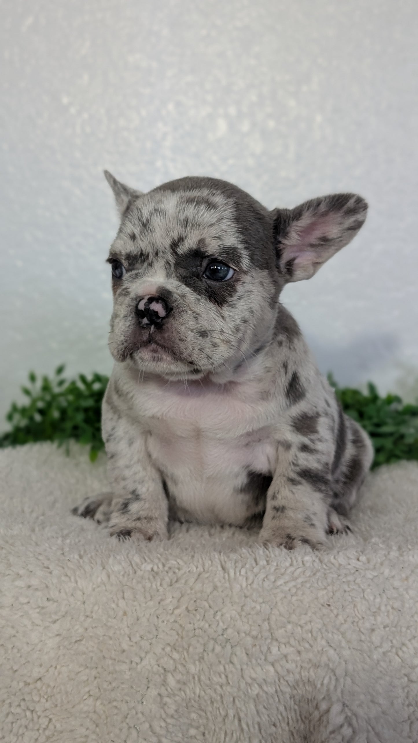 FRENCH BULLDOG (FEB 16) FEMALES