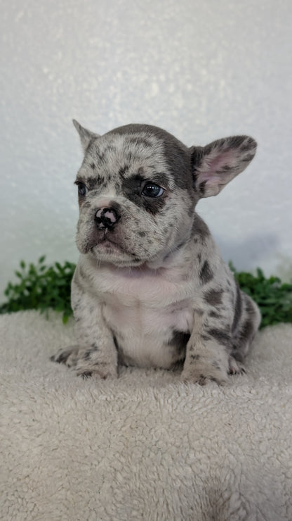 FRENCH BULLDOG (FEB 16) FEMALES