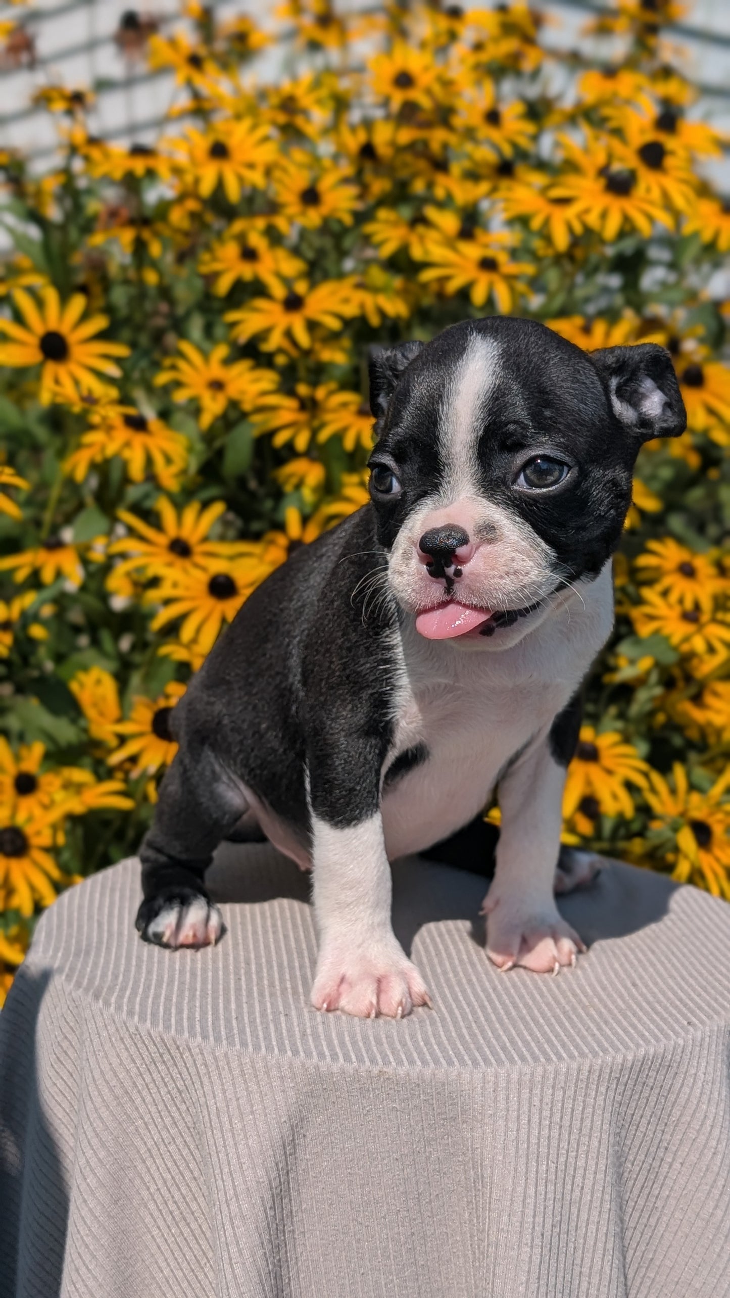 BOSTON TERRIER (JUL 11) 4 FEMALES/4 MALES