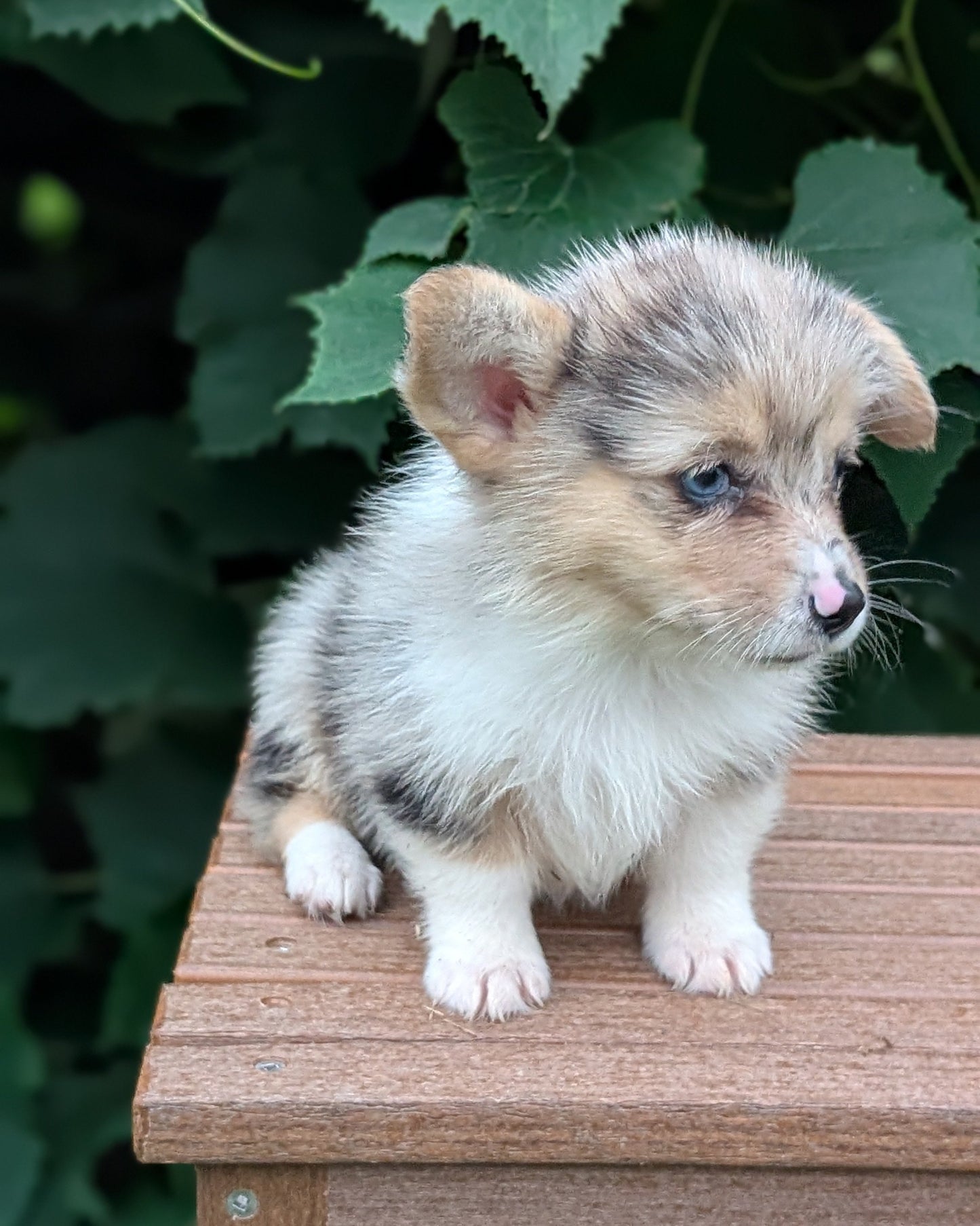 CORGI (JUN 22) FEMALE