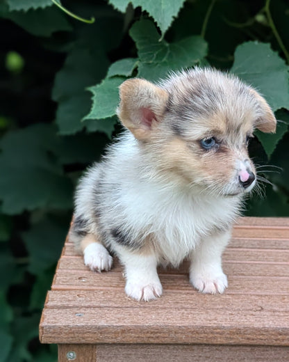 CORGI (JUN 22) FEMALE