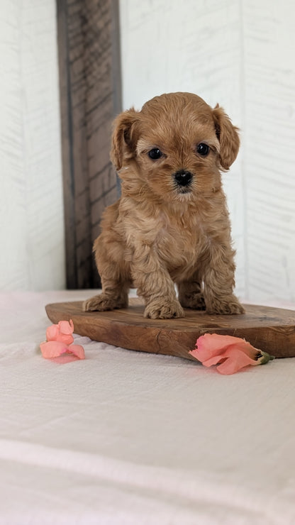 CAVAPOO (FEB 11) MALES