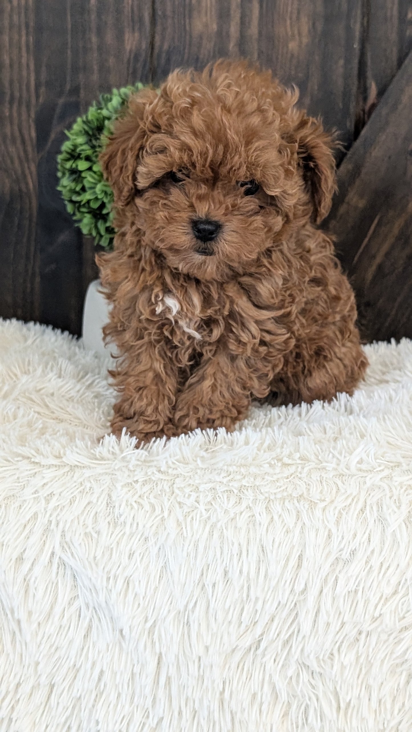 TOY POODLE (DEC 25) FEMALE