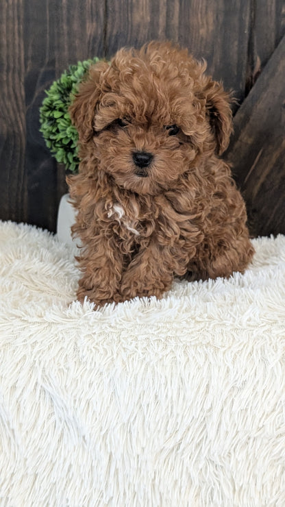 TOY POODLE (DEC 25) FEMALE