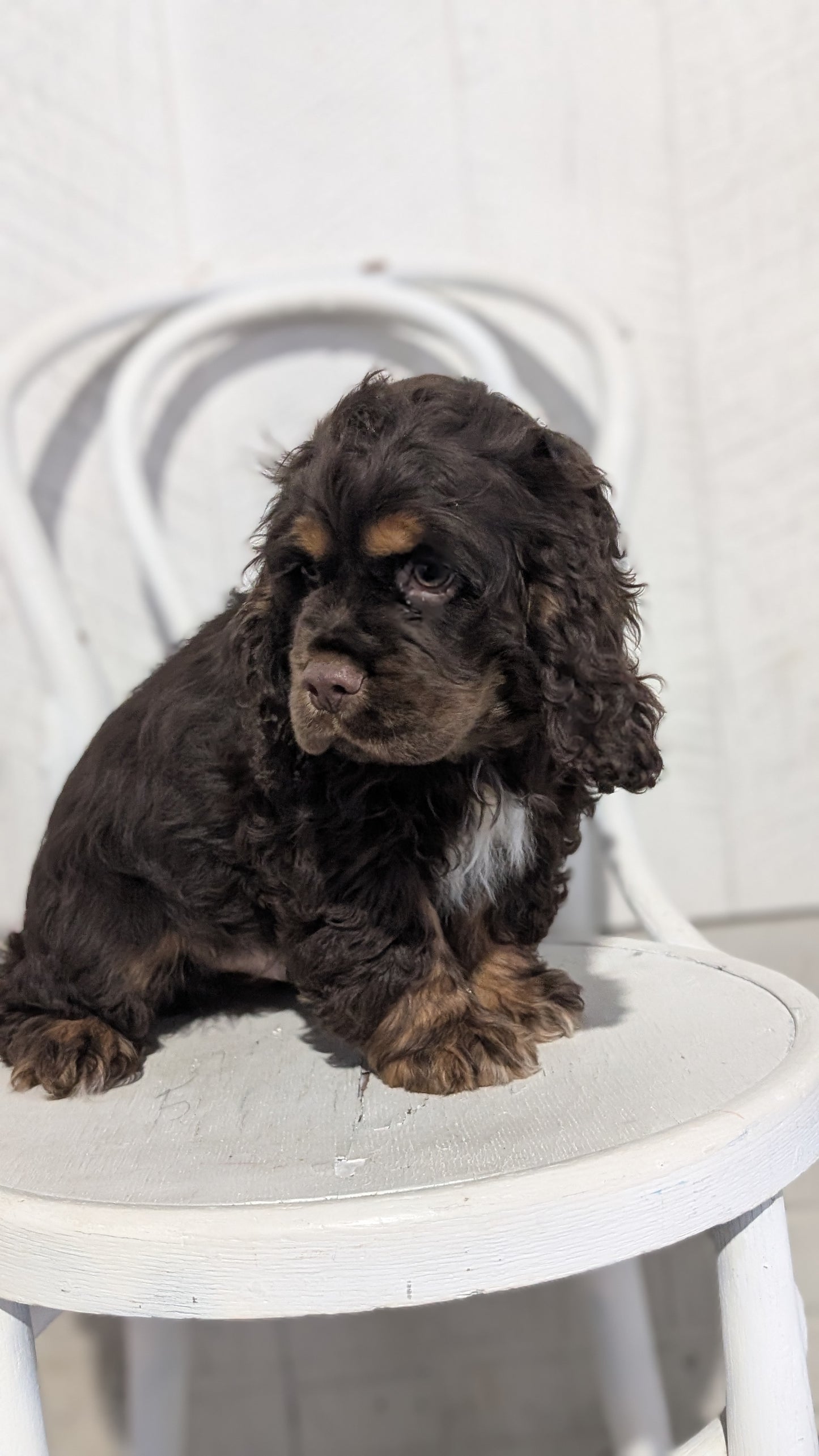 COCKER SPANIEL (09/21) MALE
