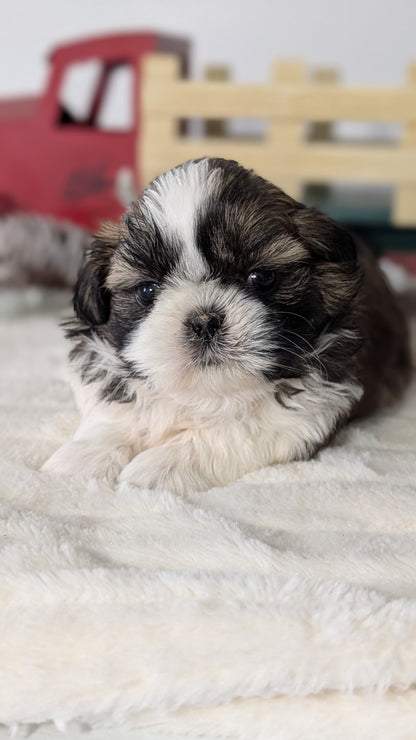 SHIH TZU (DEC 03) MALES