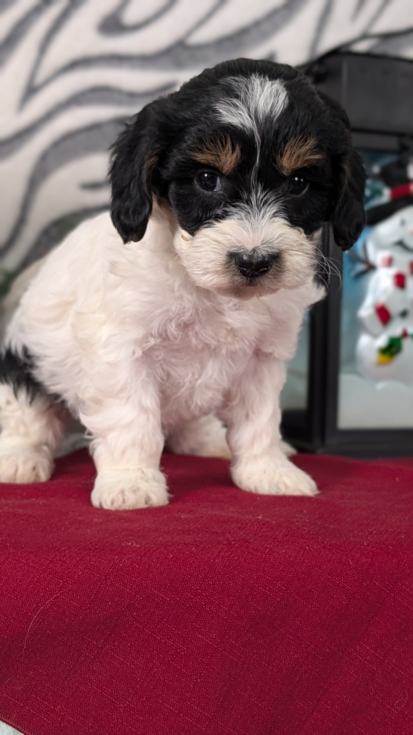 MINI LABRADOODLE (OCT 20) FEMALES