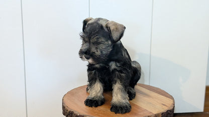 MINI SCHNAUZER (AUG 24) 8 FEMALES