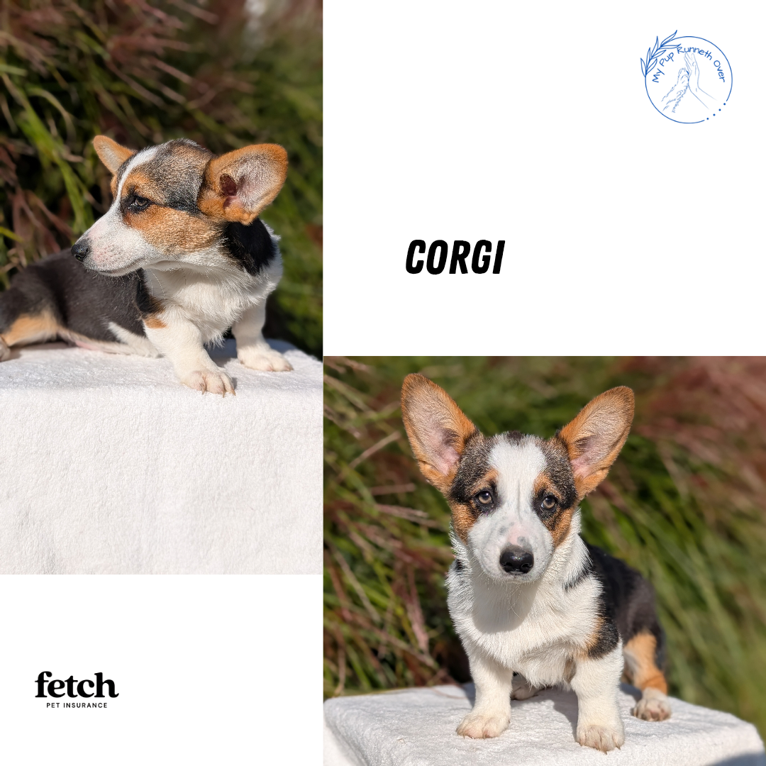 CORGI (JUN 08) FEMALES