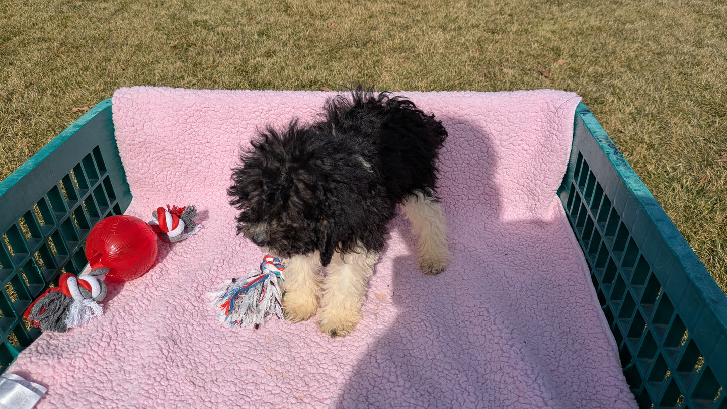 COCKAPOO (12/12) FEMALE