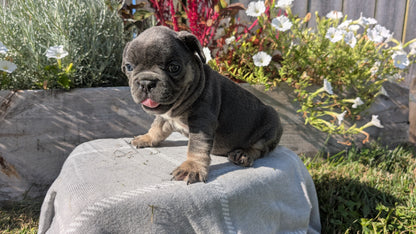 FRENCH BULLDOG (07/03) MALE