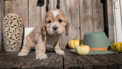COCKER SPANIEL (09/21) FEMALE