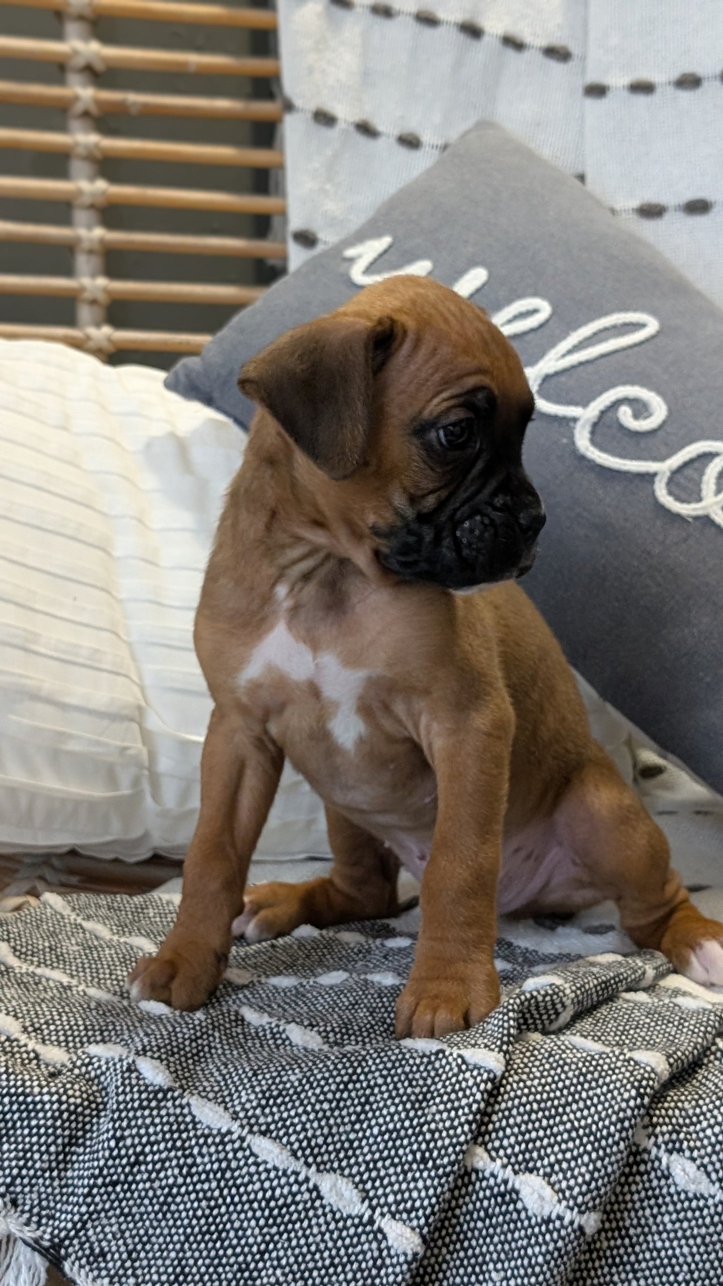 BOXER (OCT 12) MALES