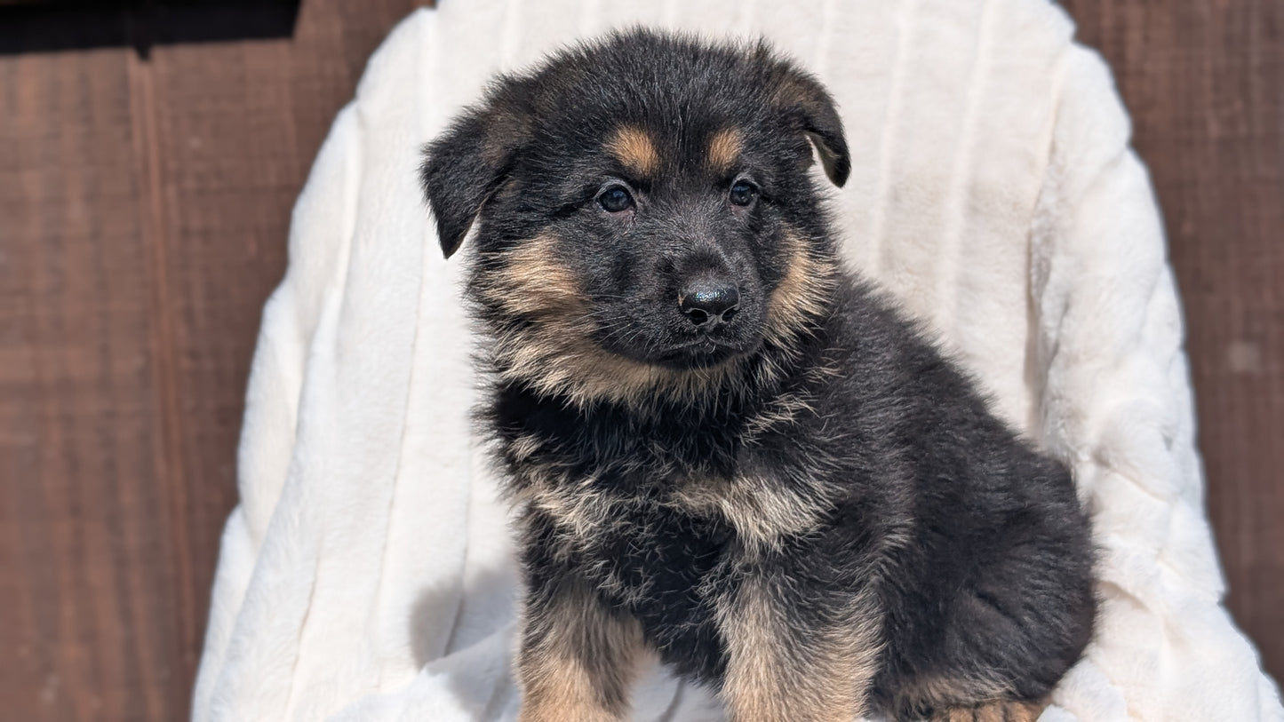 GERMAN SHEPHERD (MAR 28) MALES
