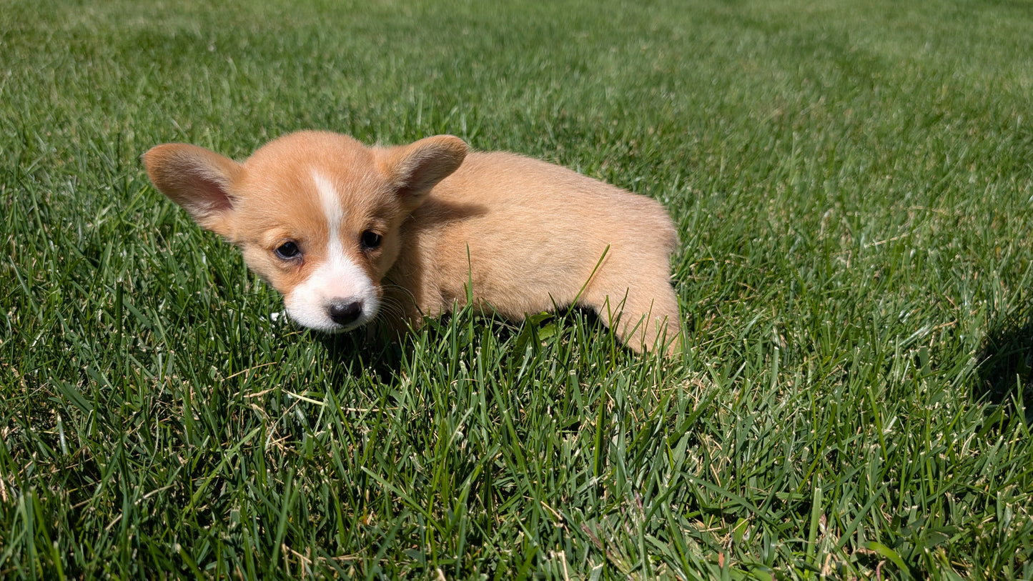 CORGI (07/10) FEMALE