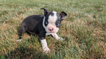 BOSTON TERRIER (06/29) MALE